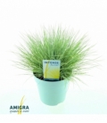 Festuca