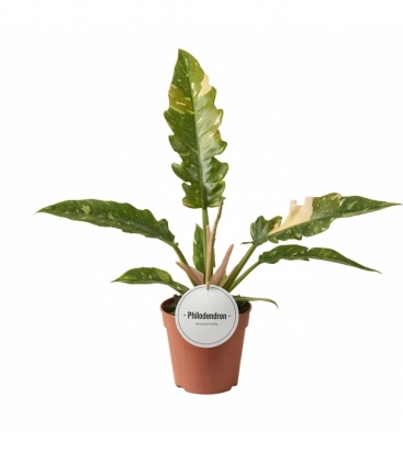 Philodendron
