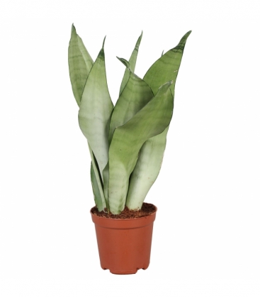 Sansevieria