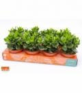 Crassula