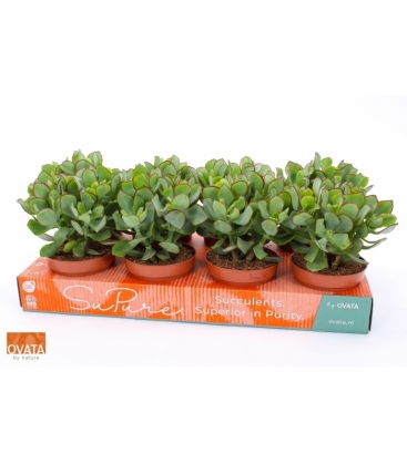 Crassula