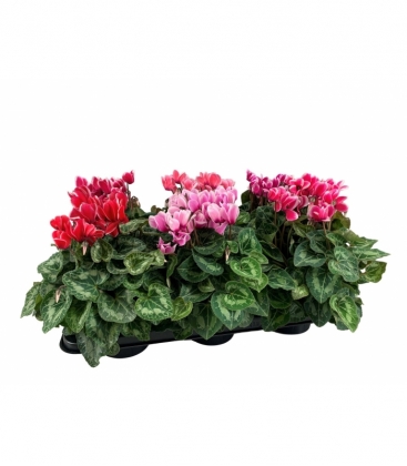 Cyclamen