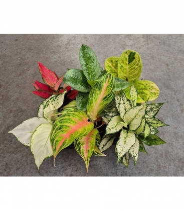 Aglaonema