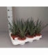 Aloe