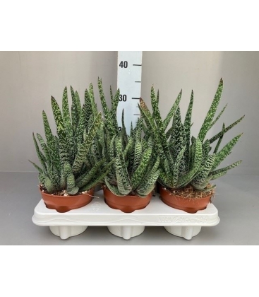 Gasteria