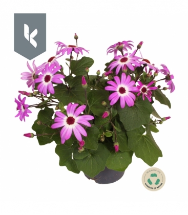 Cineraria
