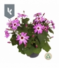 Cineraria