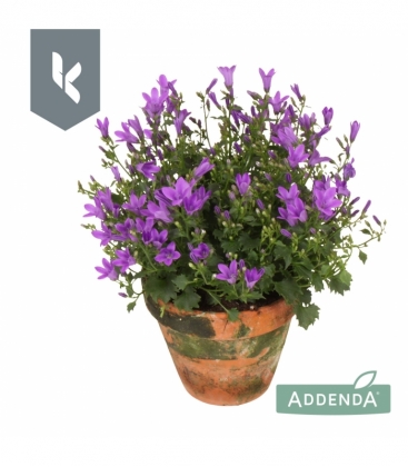 Campanula