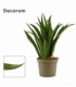Sansevieria
