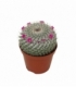 Mammillaria