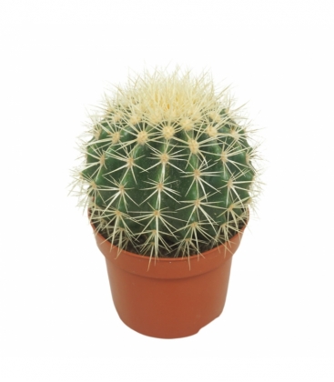 Echinocactus