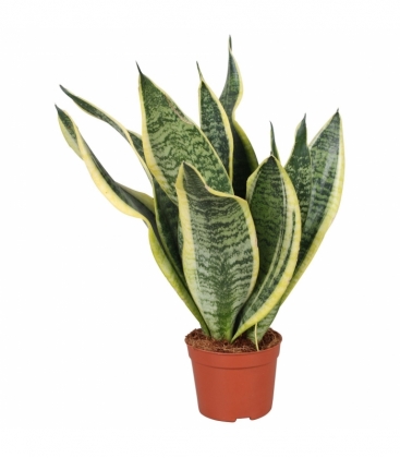 Sansevieria