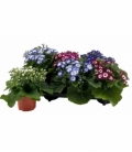 Cineraria