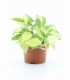 Philodendron