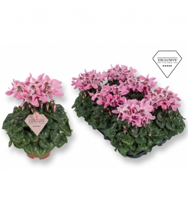 Cyclamen