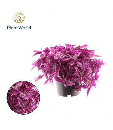 Tradescantia