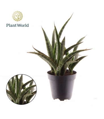 Sansevieria