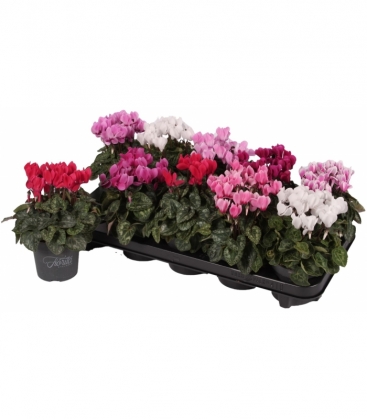 Cyclamen