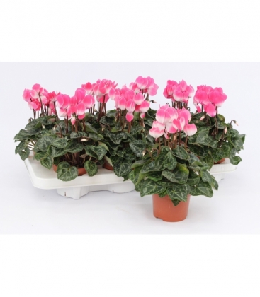 Cyclamen