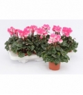 Cyclamen