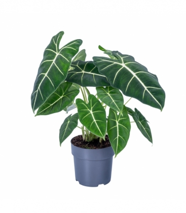 Alocasia