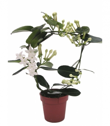Stephanotis