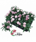 Dianthus