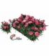 Dianthus