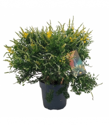 Genista