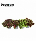 Coleus