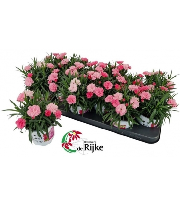 Dianthus