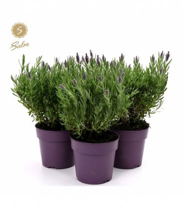 Lavandula