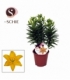 Lilium