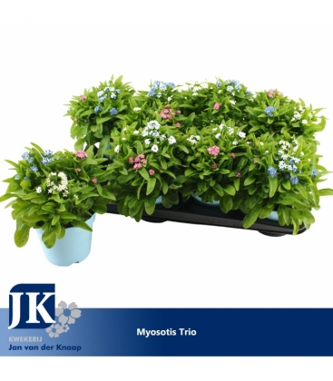Myosotis