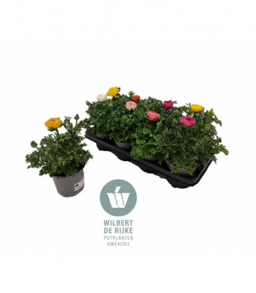 Ranunculus