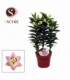Lilium