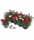 Dianthus