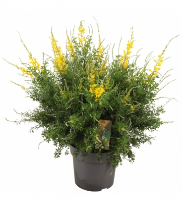 Genista