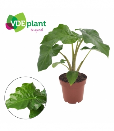 Alocasia