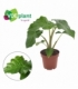 Alocasia