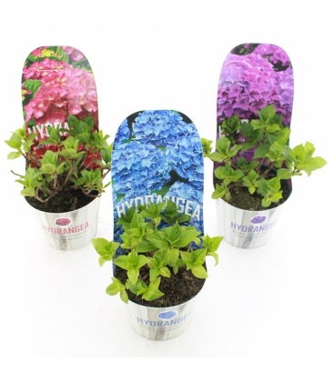 Hydrangea
