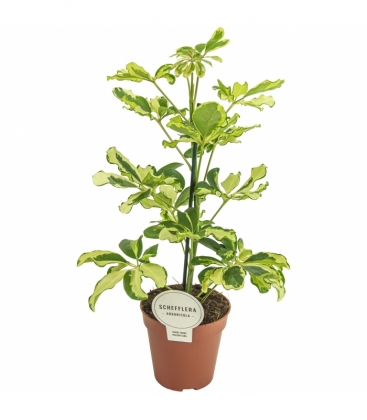 Schefflera