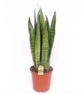 Sansevieria