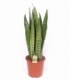 Sansevieria