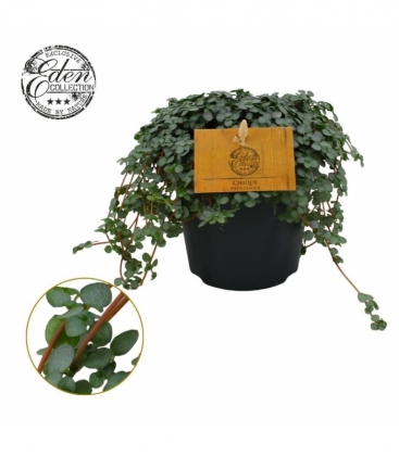 Pilea