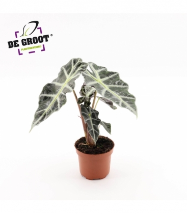 Alocasia