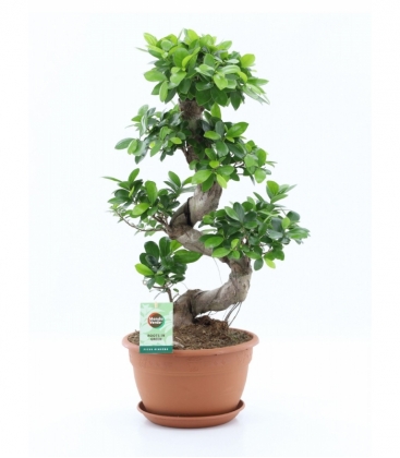 Ficus