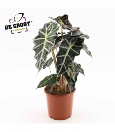 Alocasia