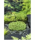 Hydrocotyle