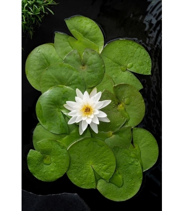 Nymphaea